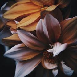 floralls:   by  dromelot   