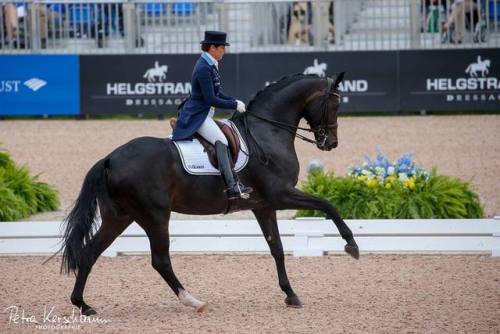 Don Auriello Don Davidoff x Wey O MeyHanoverian, GeldingBorn 2002