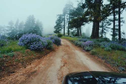 hannaoliviaway:  foggy mountain road