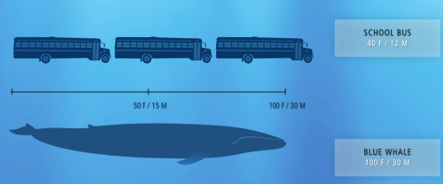 sew-birb:elfwreck:pococurantina:debelice:From above the Blue Whale almost looks like a submarine………..sees earth’s biggest animal: huh. that is big Not only is it Earth’s biggest animal, it’s (as far as we know) the