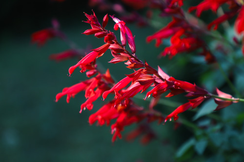 Rich, vibrant colors of fall.    Cool weather intensifiying the colors and starting the se