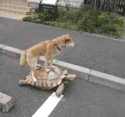 22 Reasons Why Reptiles Make Terrifying Pets