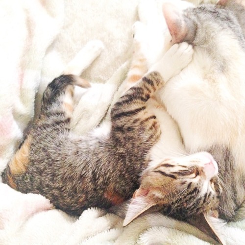 derpycats:  Best Friends - Appa & Momo adult photos