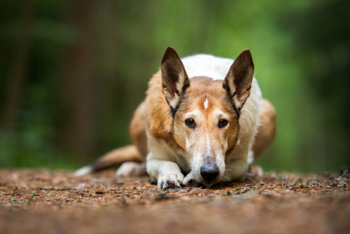 smoothcollie