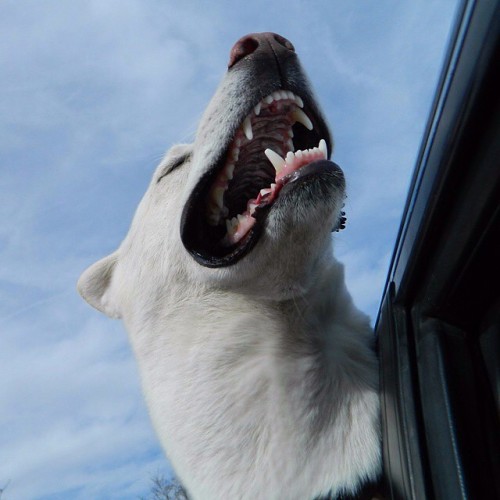 @omegasamigos is having a blast with this whole &lsquo;dogs in cars&rsquo; thing. Does your 