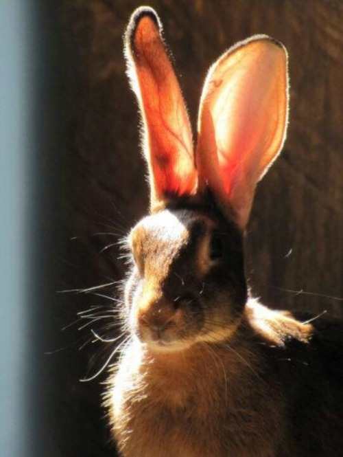 thebeldam:Belgian hare