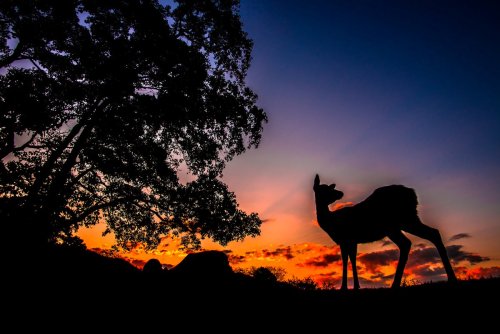 Ukimido floating pavillon and deer in Nara Park, amazing shots by I love this photographer use of li