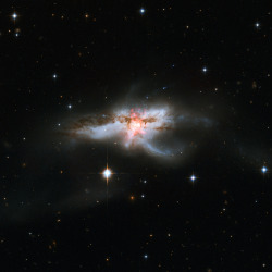 fyeahastropics:  NGC 6240: Merging Galaxies(via APOD;    Image Credit:    NASA, ESA, Hubble Heritage (STScI / AURA), A. Evans (U. Virginia / NRAO / Stony Brook U.)  )  NGC 6240 offers a rare, nearby glimpse of a cosmic catastrophe in its final throes.