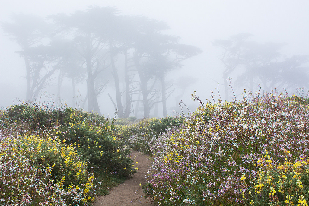 90377: Trail through the fog by Pat Ulrich  