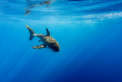 thelovelyseas:  Great white glance by  Andrea