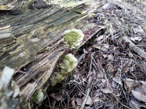 Mossy maze polypores (Cerrena unicolor) growing on fallen birch trees (Betula sp.).