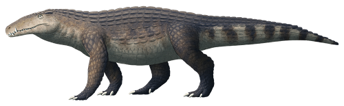 alphynix:Langstonia huilensis, a large sebecosuchian crocodylomorph from the Middle Miocene of Colom