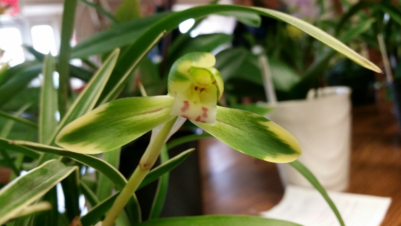 Cymbidium goeringii