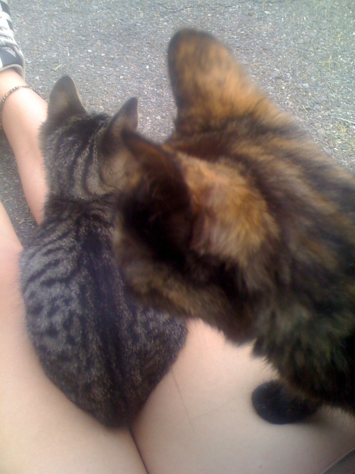 robotlyra:  hermeowjesty:  YESTERDAY I MET A BUNCH OF KITTIES AND THEY WERE SWARMING