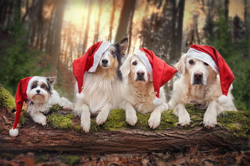 sortra:  Gabi Stickler Takes Beautiful Photos of Her Dog Mali Enjoying Winter and Christmas Time  Vi