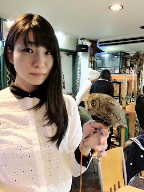 and-then-sara:catsbeaversandducks:Owl Cafe: Because Owls are Flying CatsJapan is known for it’s craz