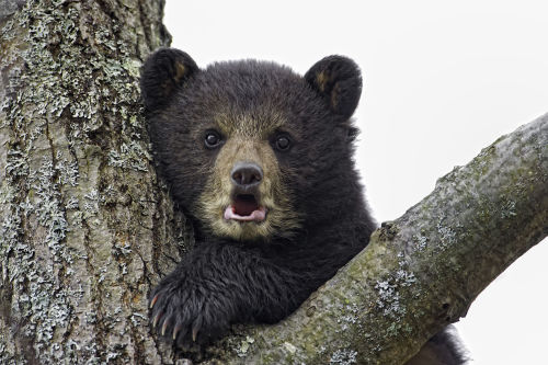 fuck-yeah-bears:  Photography by Daniel Parent. 