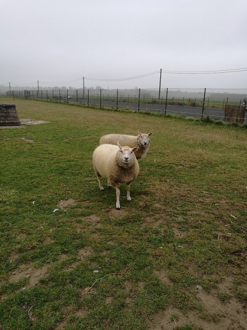 raffaelllllo:MOST BEAUTIFUL GIRLS!the sheep man at work&hellip;..