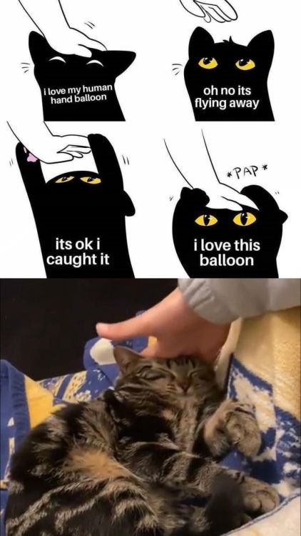 daily-cat-memes:  Your daily dose of cat memes