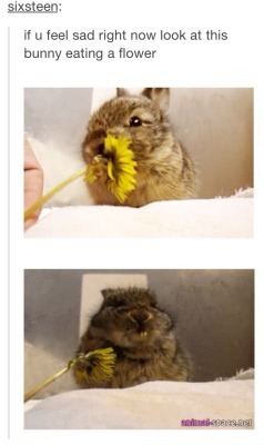 advice-animal:  cutest find of the dayadvice-animal.tumblr.com