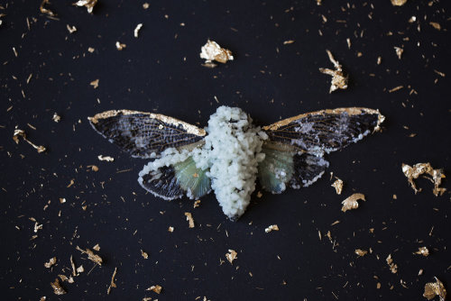 Insect Alchemy: Tyler ThrasherI stumbled onto a website full of fragile creatures dusted with crysta