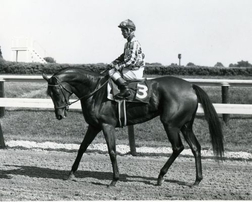 “Happy birthday to Cicada, a member of the 1967 Hall of Fame class. Cicada was foaled at The Meadow 