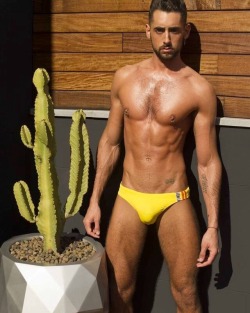 Speedo Bulging