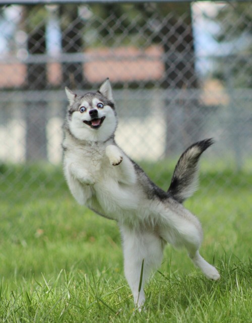 alaskankleekai