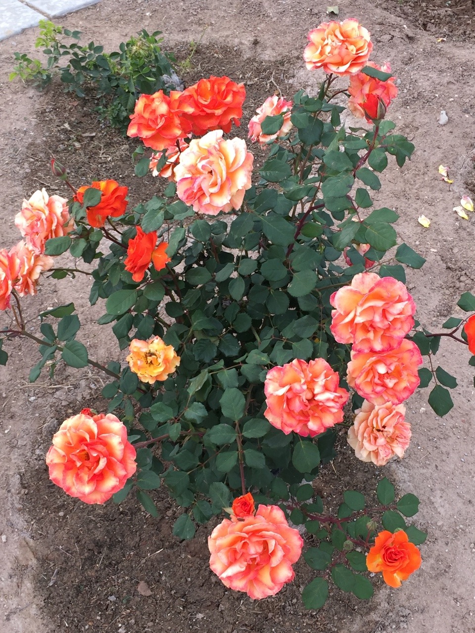 stratigraphies:Spring is here, I’m very happy 🌹