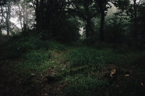 ardley:Quantock Forests, SomersetPhotographed by Freddie Ardley | website | instagram