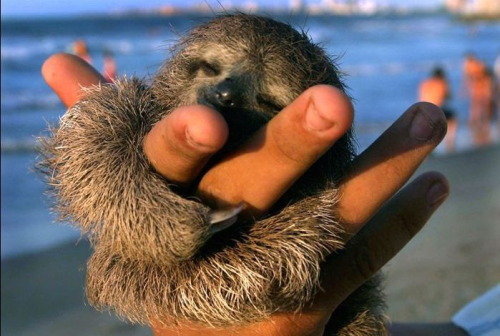 ihopeheboughtyouroses:  brokenunderstars:  No one ever said babies weren’t cute.  Seal, Fawn, Owl, Pigglet, Fox-pup, Sloth, Polar bear cub, Bunny and dolphin. (young babies)  Get the fuck OUT THAT BABY SEAL AAAAHAHANDIAYAnam ugh 