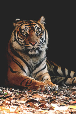 gentscartel:  Autumn in the Zoo // GC