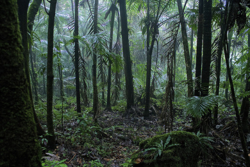 90377:Rain Forest by Michael J. Roldán Cabán on Flickr.