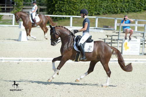 all-the-horses: Sultan des Paluds Soliman De Hus x Wanja Hanoverian, Gelding Born 2010