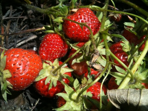 Shots from the garden today; strawberries, raspberries and apples! Some are ready for picking (and s