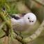 chaoticfinch