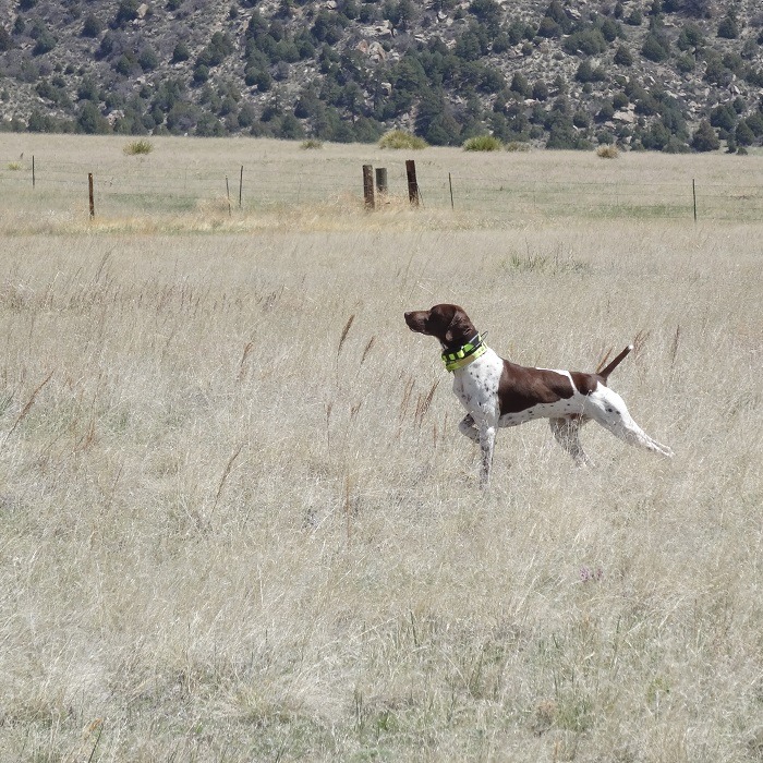 Hunting dog breeds