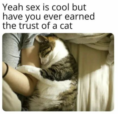 Your Daily Dose Of Cat Memes