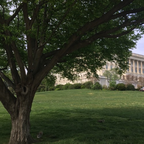 trees at the capitol :)