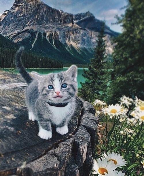 aww-so-pretty:the most beautiful adventure cat