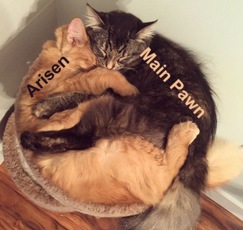 This Is How They Sleep Every Night