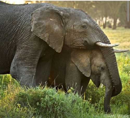 sixpenceee:A baby elephant hides under his mama’s trunk for protection. Lewa Wildlife Conservancy. N