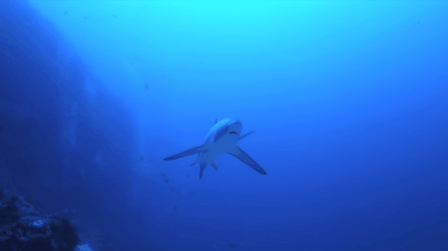 poonarts:  toomuchlamenotenoughbears:  fluffyflareon:  ayellowbirds:  hoediac:  the-monochrome-jester:   glitterysquidily:   canidteeth:   waywardfangir1:   iwillregretthistommorrow:   pickled-watermelons:   cyanbabe:  sharky-sharks:  Why do you like