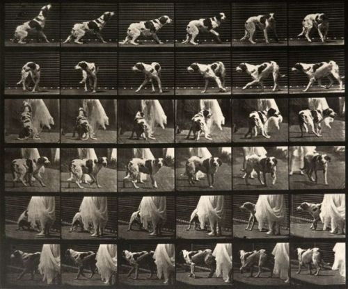 Eadweard Muybridge, Dog, from Animal Locomotion