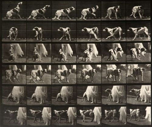 nobrashfestivity:Eadweard Muybridge, from Animal Locomotion