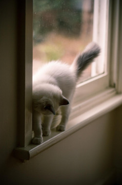 89cats:  windowsill, astrid by narelle*