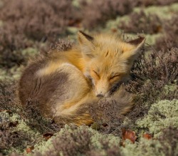 Beautiful-Wildlife:  Sweet Dreams By Lisa Hourihanyoung Female Fox Resting In The