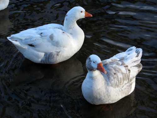 Domestic geese in the wild 01/28/2018