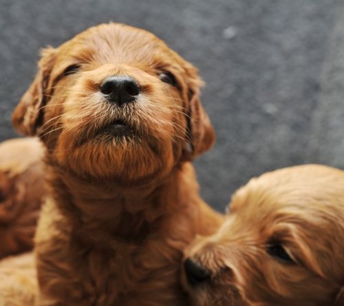 lickystickypickyshe: Puppies in their first 3 weeks.