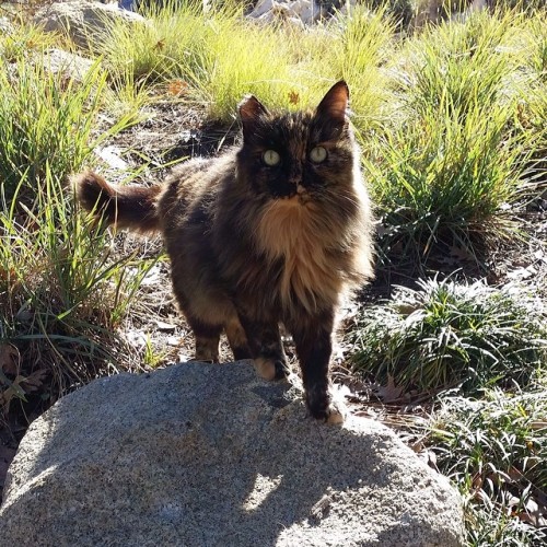 This is Francisco: the tortie cat who lives in California Adventure.  (submitted by disneylandc